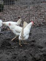 Witte leghorn, Dieren en Toebehoren