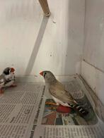 Koppel zebra vinken, Meerdere dieren, Tropenvogel