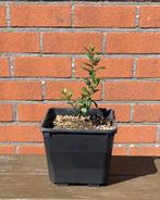 9 stuks Mirte Plantjes / Mirto Bessen, Tuin en Terras, Minder dan 100 cm, Lente, In pot, Ophalen of Verzenden