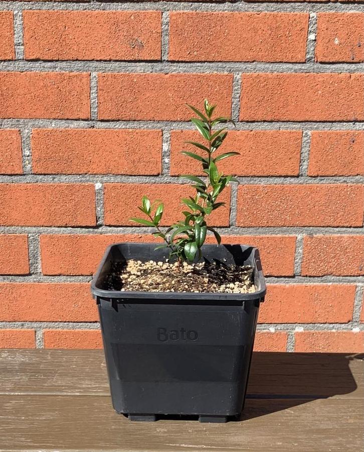 9 stuks Mirte Plantjes / Mirto Bessen, Tuin en Terras, Planten | Fruitbomen, Minder dan 100 cm, Halfschaduw, Lente, In pot, Ophalen of Verzenden