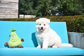 Prachtige Zwitserse Witte Herder pups  beschikbaar voor biedingen