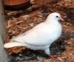 Koppel jonge witte vleesduiven, Dieren en Toebehoren