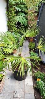Trachycarpus hybride new form, Tuin en Terras, Ophalen