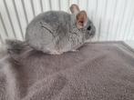 Blue diamond chinchilla bokje, Animaux & Accessoires, Rongeurs, Chinchilla
