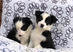 Border collie pups, Dieren en Toebehoren, Honden | Herdershonden en Veedrijvers, CDV (hondenziekte), Meerdere, Teef, 8 tot 15 weken