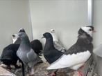 Oud Oosterse meeuwtjes, pauwstaart, Dieren en Toebehoren, Vogels | Duiven, Geslacht onbekend, Overige soorten