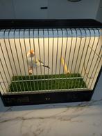 Distelvink Noordse witkop agaat (pop)., Dieren en Toebehoren, Vogels | Overige Vogels, Vrouwelijk, Wildzangvogel, Geringd