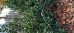 Ilex Bleu Prince (donker blauwe hulst), Tuin en Terras, Ophalen, Hulst
