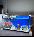Aquarium met vissen, Ophalen of Verzenden, Zo goed als nieuw