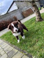 Leuke Australische herder (aussie) pup, Dieren en Toebehoren, Honden | Herdershonden en Veedrijvers, België, CDV (hondenziekte)