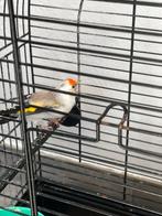 Putter distelvink bont pop 2025, Dieren en Toebehoren, Vogels | Kanaries
