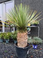 Yucca Rostrata - palmlelie, Ophalen