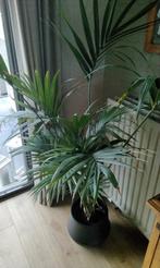 Te koop Kentia palm zonder pot, Maison & Meubles, Plantes d'intérieur, Palmier, Enlèvement