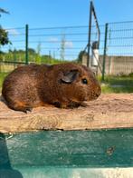 Goudagouti cavia zeug, Dieren en Toebehoren, Vrouwelijk, Cavia