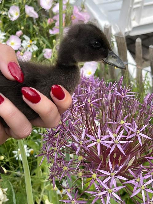 Loopeenden kuikens, Dieren en Toebehoren, Pluimvee, Eend, Meerdere dieren