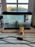 Poisson à donner avec graines et lave vitre plantes pierre, Ophalen