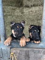 DUITSE HERDERS, Animaux & Accessoires, Chiens | Bergers & Bouviers, Particulier, Chienne, 8 à 15 semaines, Plusieurs