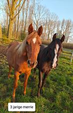 Verschillende Arabische paarden, Dieren en Toebehoren, Pony's, Recreatiepony, Gechipt