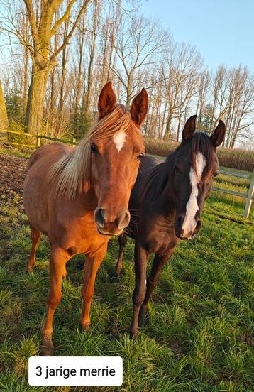 Verschillende Arabische paarden  beschikbaar voor biedingen