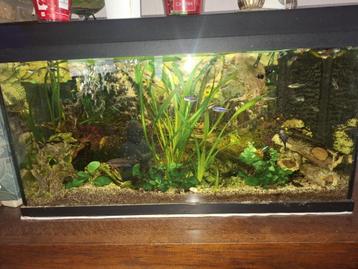 Gezocht ; platy's of zwaarddragers enz.... beschikbaar voor biedingen