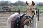 Welsh c-pony te koop, Dieren en Toebehoren, C pony (1.27m tot 1.37m), B, Merrie, 3 tot 6 jaar