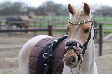 Welsh c-pony te koop 