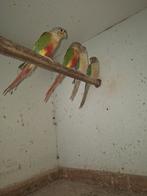 pyrrhura, Dieren en Toebehoren