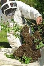 GRATIS herstel van bijenzwermen in Brussel!, Bijen