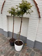 Rozen bomen 5 stuks in totaal, Tuin en Terras, Ophalen