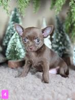 Chihuahua pups korthaar, Dieren en Toebehoren, Honden | Chihuahua's en Gezelschapshonden, België, Fokker | Hobbymatig, CDV (hondenziekte)