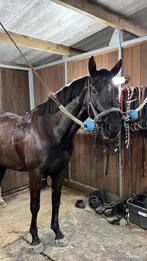 Prachtige recreatiemerrie, Dieren en Toebehoren, Paarden, Merrie, Gechipt, Zadelmak, 3 tot 6 jaar