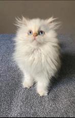 op zoek naar een kitten die gratis, Ophalen of Verzenden, Zo goed als nieuw