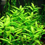 Aquariumplant - Hygrophila Polysperma, Ophalen of Verzenden, Zo goed als nieuw