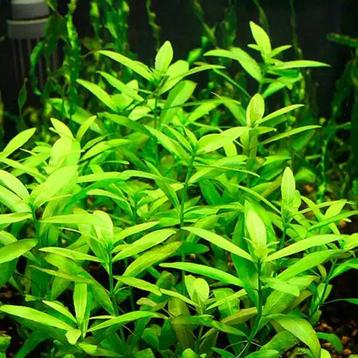 Aquariumplant - Hygrophila Polysperma beschikbaar voor biedingen