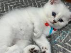 kittens Britse korthaar, Meerdere dieren, Gechipt, 0 tot 2 jaar