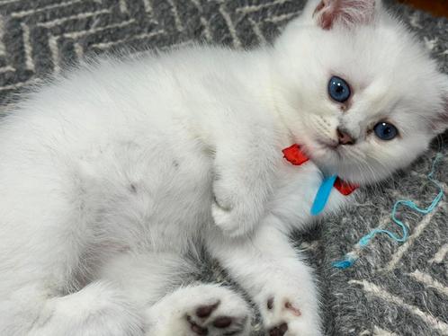 kittens Britse korthaar, Dieren en Toebehoren, Katten en Kittens | Raskatten | Korthaar, Meerdere dieren, 0 tot 2 jaar, Gechipt
