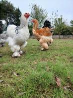 2 lieve brahma hanen groothoenders, Dieren en Toebehoren, Pluimvee