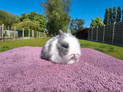 Teddy dwerg dwergkonijnen, Dieren en Toebehoren, Konijnen, Dwerg, Meerdere dieren, 0 tot 2 jaar