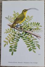 WWF prent - reeks apen en vogels, Verzamelen, Ophalen of Verzenden, Gebruikt, Dier, Prent