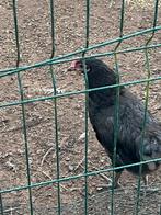 Australorp hanen, Ophalen of Verzenden