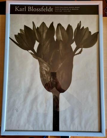 Originele poster (62 cm  84 cm), Karl Blossfeldt  beschikbaar voor biedingen