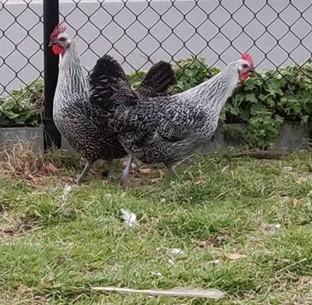 Zilveren Leghoen, Dieren en Toebehoren, Pluimvee, Kip, Vrouwelijk