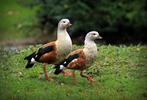 Orinoco Gans gezocht, Dieren en Toebehoren, Pluimvee, Mannelijk, Gans of Zwaan
