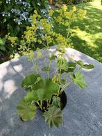 Alchemilla Mollis, Ophalen