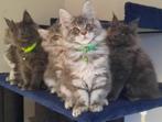 Maine coon xxl kittens met kampioen stamboom Russisch lijn, Dieren en Toebehoren, Katten en Kittens | Raskatten | Langhaar, Meerdere dieren