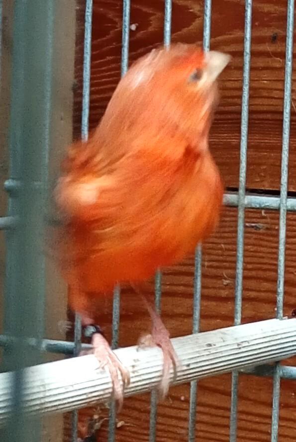 kleurkanarie, Animaux & Accessoires, Oiseaux | Canaris, Canari de couleur, Femelle