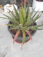 agave filifera, Tuin en Terras, Planten | Tuinplanten, Ophalen, Vaste plant, Overige soorten, Volle zon