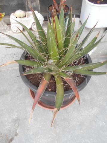 agave filifera beschikbaar voor biedingen