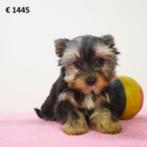 Yorkshire Terriër - chiots Belges à vendre, Commerçant, Yorkshire Terrier, 8 à 15 semaines, Plusieurs