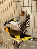 Distelvinken putters chardonnerets, Dieren en Toebehoren, Vogels | Overige Vogels, Meerdere dieren, Wildzangvogel, Geringd